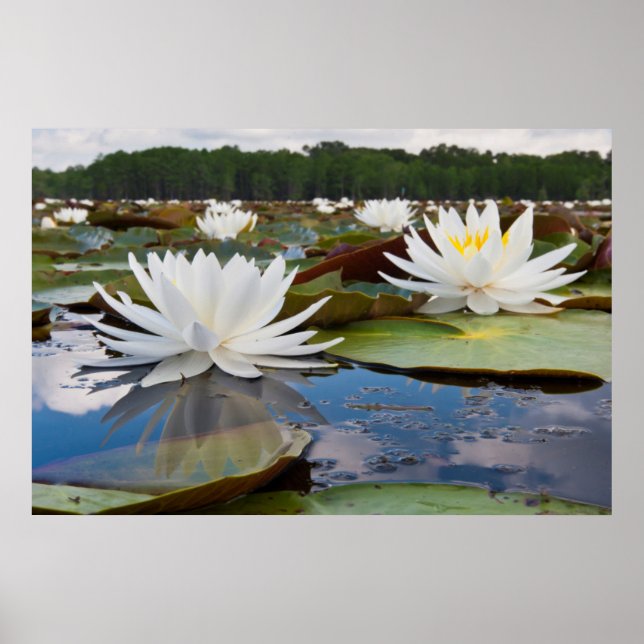 Pôster Lírio de Água Fragrante (Nymphaea Odorata) no Cadd (Frente)