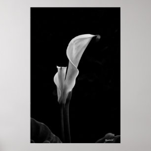 Pôster Lírio de Calla