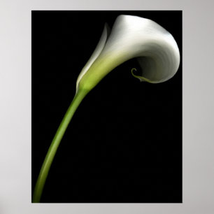 Poster Lírio de Calla