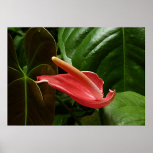 Pôster Lírio de Calla Rosa Elegante Floral