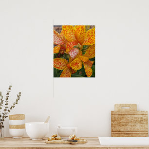 Poster Lírio-de-canna-amarelo com Floral Pontos Vermelhos