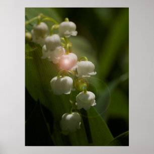 Poster Lírio do vale floral