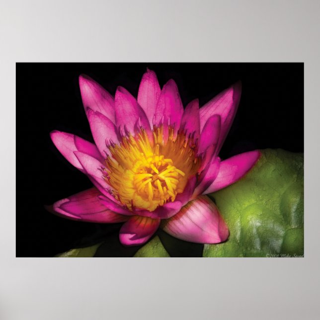 Poster Lírio - Nymphaea Rubi - Paixão (Frente)