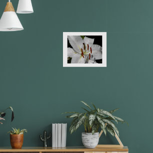 Poster Lírio Oriental Branco Floral Fotográfico