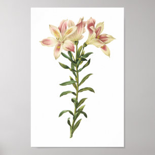 Poster Lírio peruano (pelegrina de Alstromeria) por