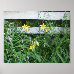 Poster Lírios bonito e Flores
