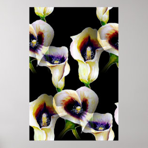 Poster Lírios Calla de Arum Calla Sublime