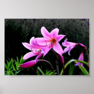 Poster Lírios cor-de-rosa