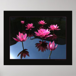 Pôster Lírios de água
