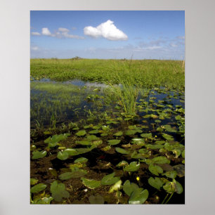 Poster Lírios de água e sawgrass nos everglades da Flórid