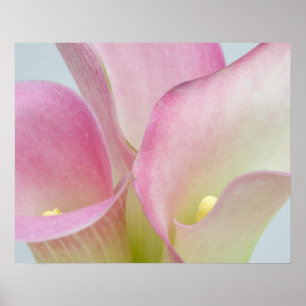 Poster Lírios de Calla Rosa