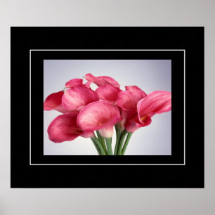 Poster Lírios de Calla Rosa-poster