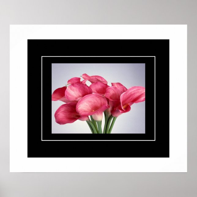 Poster Lírios de Calla Rosa-poster (Frente)