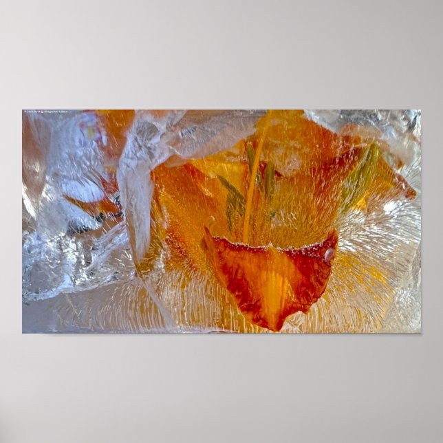 Poster Lírios Forçados, (Frente)