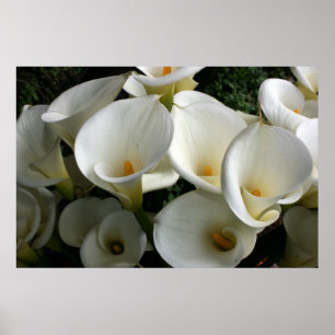 Pôster Lírios na Plantação de Calla Lily, Taiwan