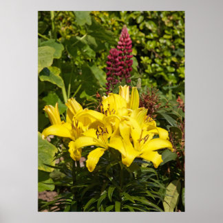 Poster Lírios no jardim.