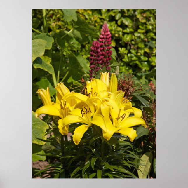 Poster Lírios no jardim. (Frente)