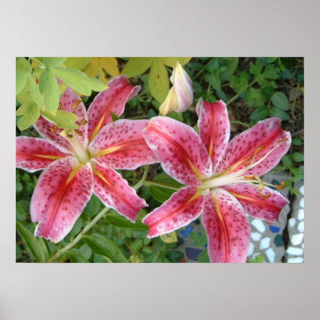 Poster Lírios Observadores de Estrelas Jardim Floral (Frente)