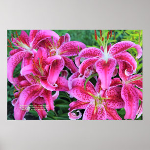 Poster Lírios orientais cor-de-rosa do fim do verão do