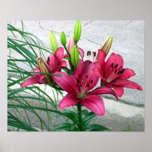 Pôster Lírios Rosa