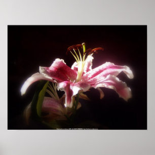 Poster lírios stargazer #15