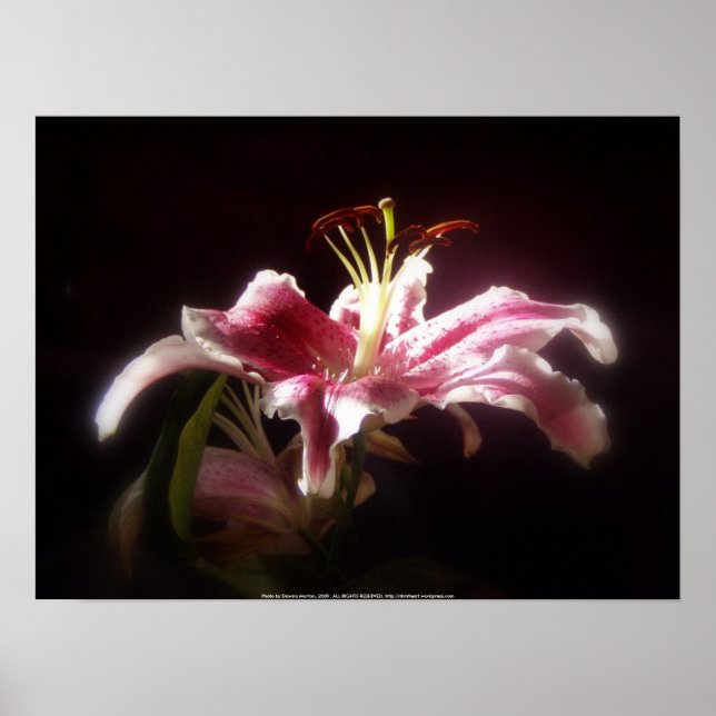 Poster lírios stargazer #15 (Frente)