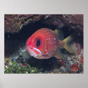 Poster Lirrelfish Closeup