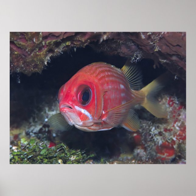 Poster Lirrelfish Closeup (Frente)