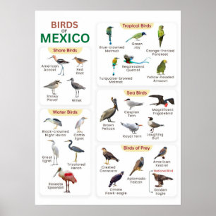 Poster lista de aves mexicas para amantes de aves
