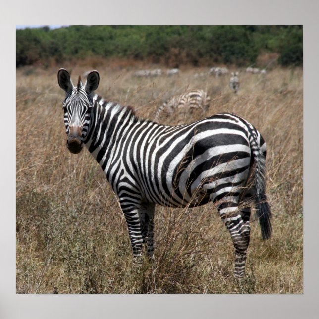 Poster listras de zebra (Frente)