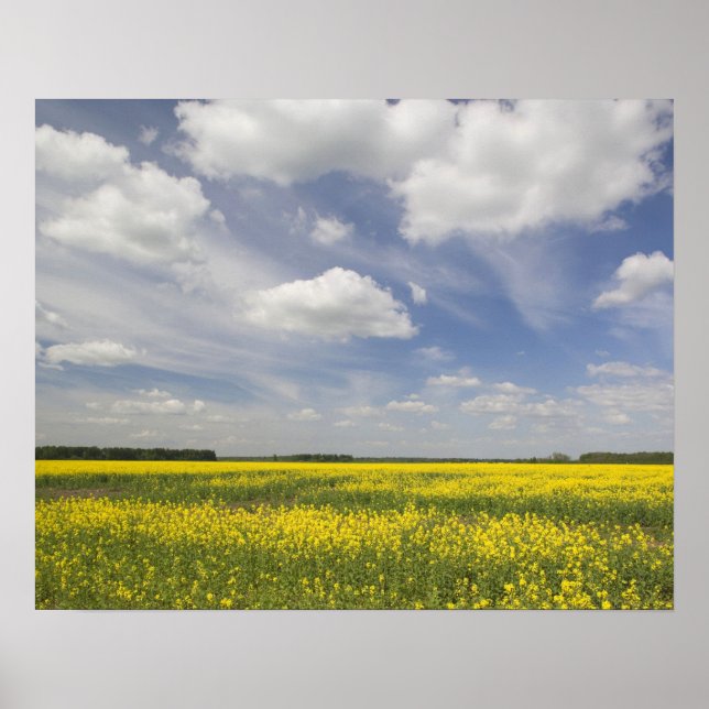 Pôster Lithuania, Central Lithuania, Joniskis, field of (Frente)