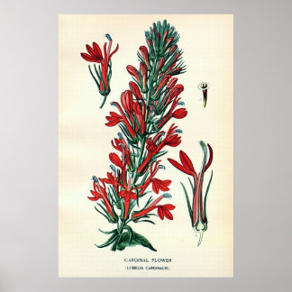 Poster Lítio das antigas flores coloridas do século XIX