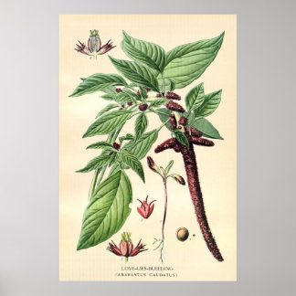 Poster Lítio das antigas flores coloridas do século XIX