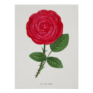 Pôster Litografia de Rosa Antiga, François-Frédéric Grobo