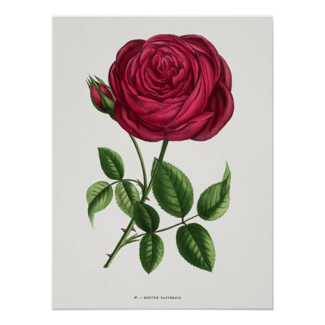 Pôster Litografia de Rosa Antiga, François-Frédéric Grobo (Frente)