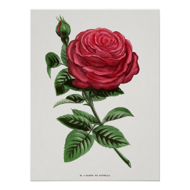 Pôster Litografia de Rosa Antiga, François-Frédéric Grobo (Frente)