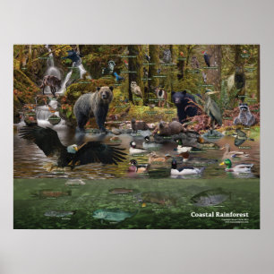 Poster litoral da floresta húmida