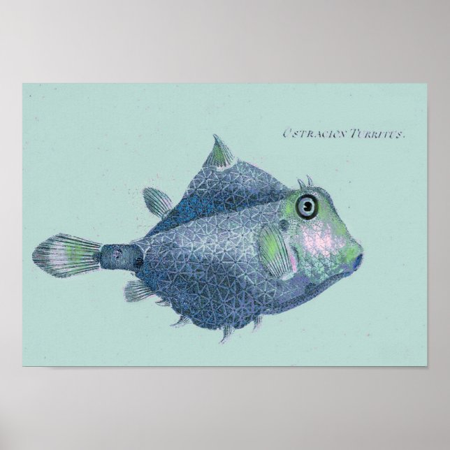 Poster Litoral - peixes tropicais de vintagem (Frente)