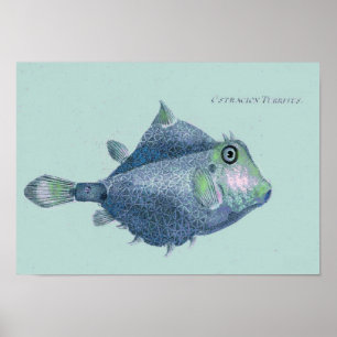 Poster Litoral - peixes tropicais do vintage