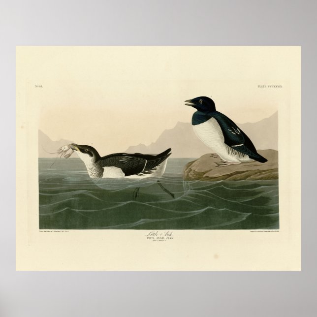 Poster Little Auk (Dovekie) - Aves da América de Audubon (Frente)