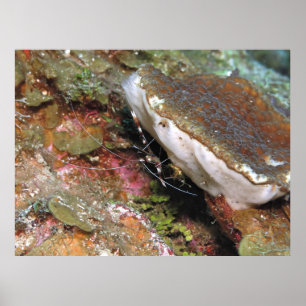 Poster Little Coral Shrimp