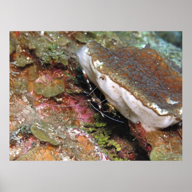 Poster Little Coral Shrimp (Frente)