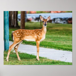 Poster Little Fawn