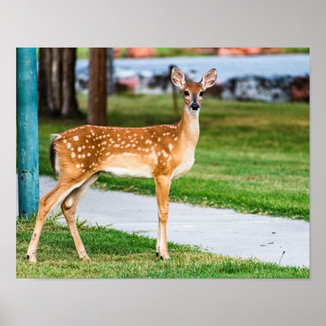 Poster Little Fawn (Frente)