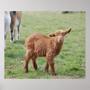 Poster Little Goat ~ cabritos ~ cabra pequena