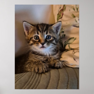 Poster Little kitty