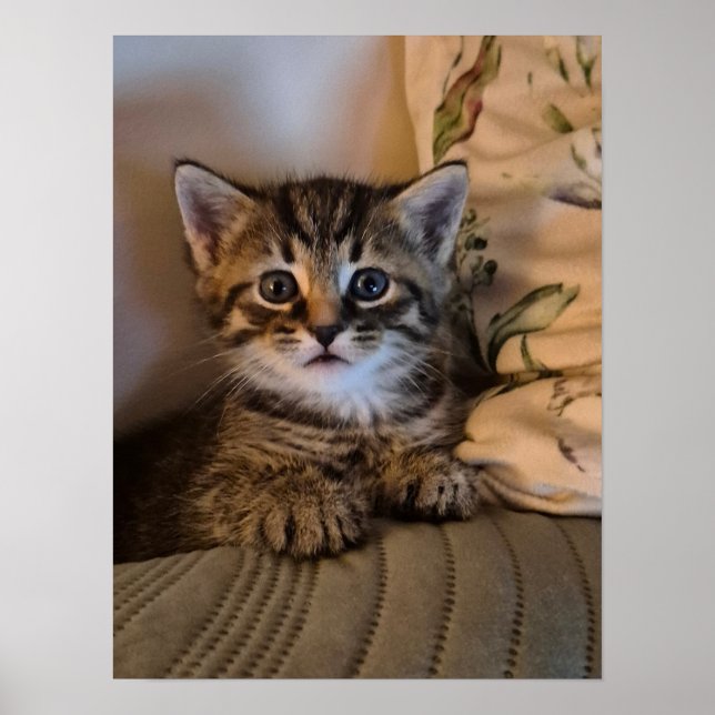 Poster Little kitty (Frente)