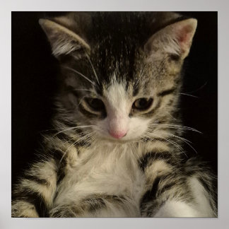Poster Little kitty