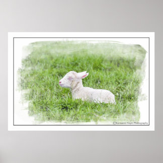Pôster Little Lamb Watercolour Photographic Print