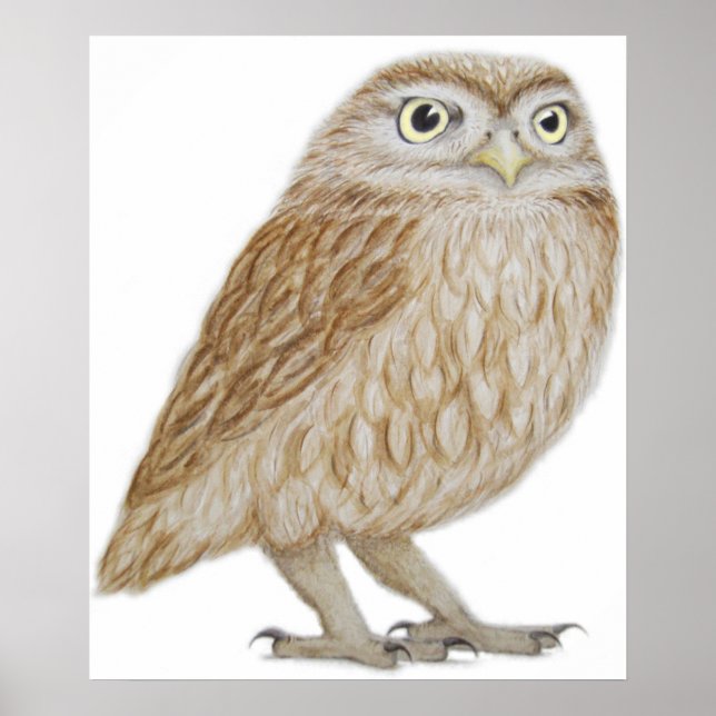 Poster Little Owl 2011 (Frente)